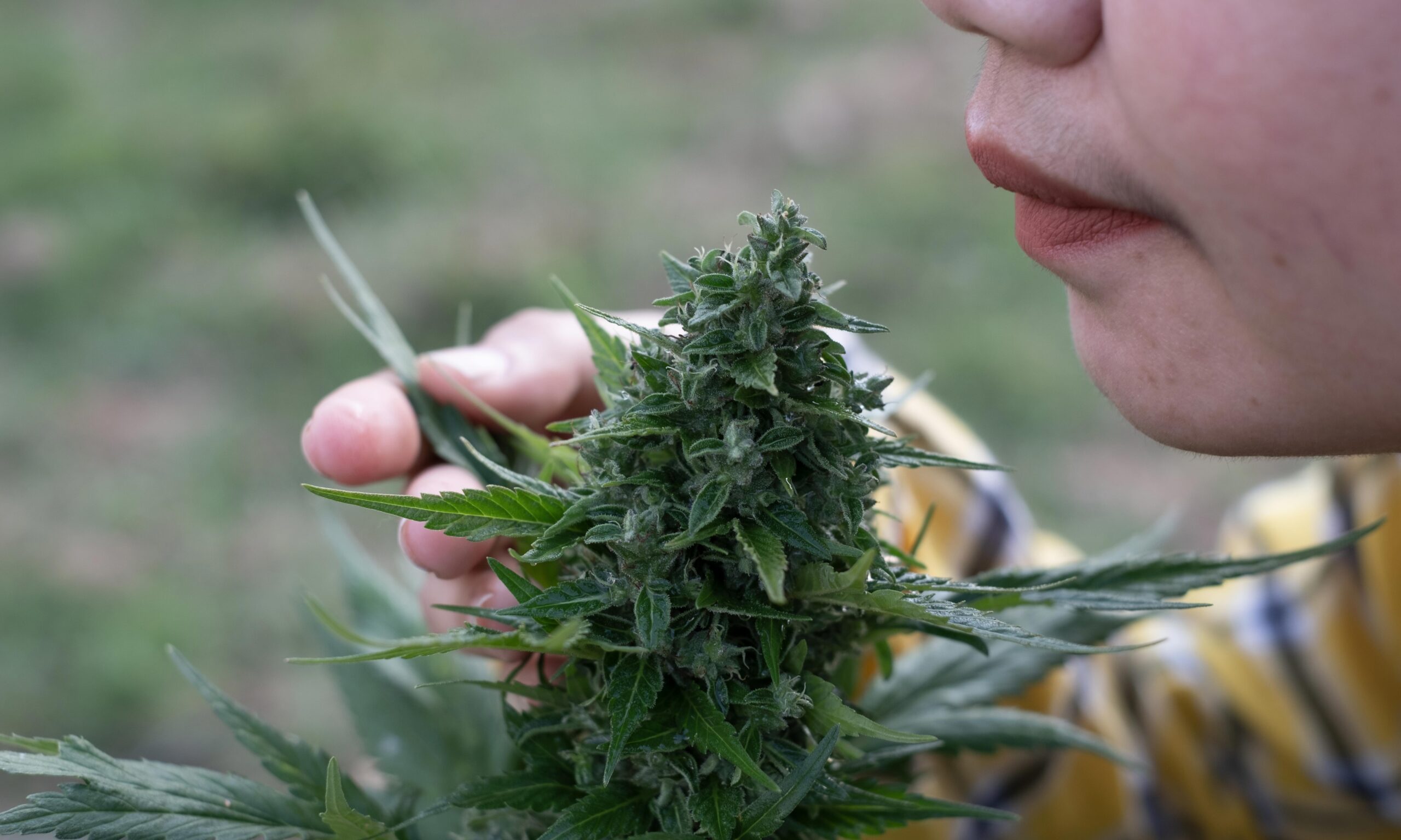 To understand why marijuana is so difficult to classify, it’s important to understand the three main types of psychoactive drug categories: stimulants, depressants, and hallucinogens.