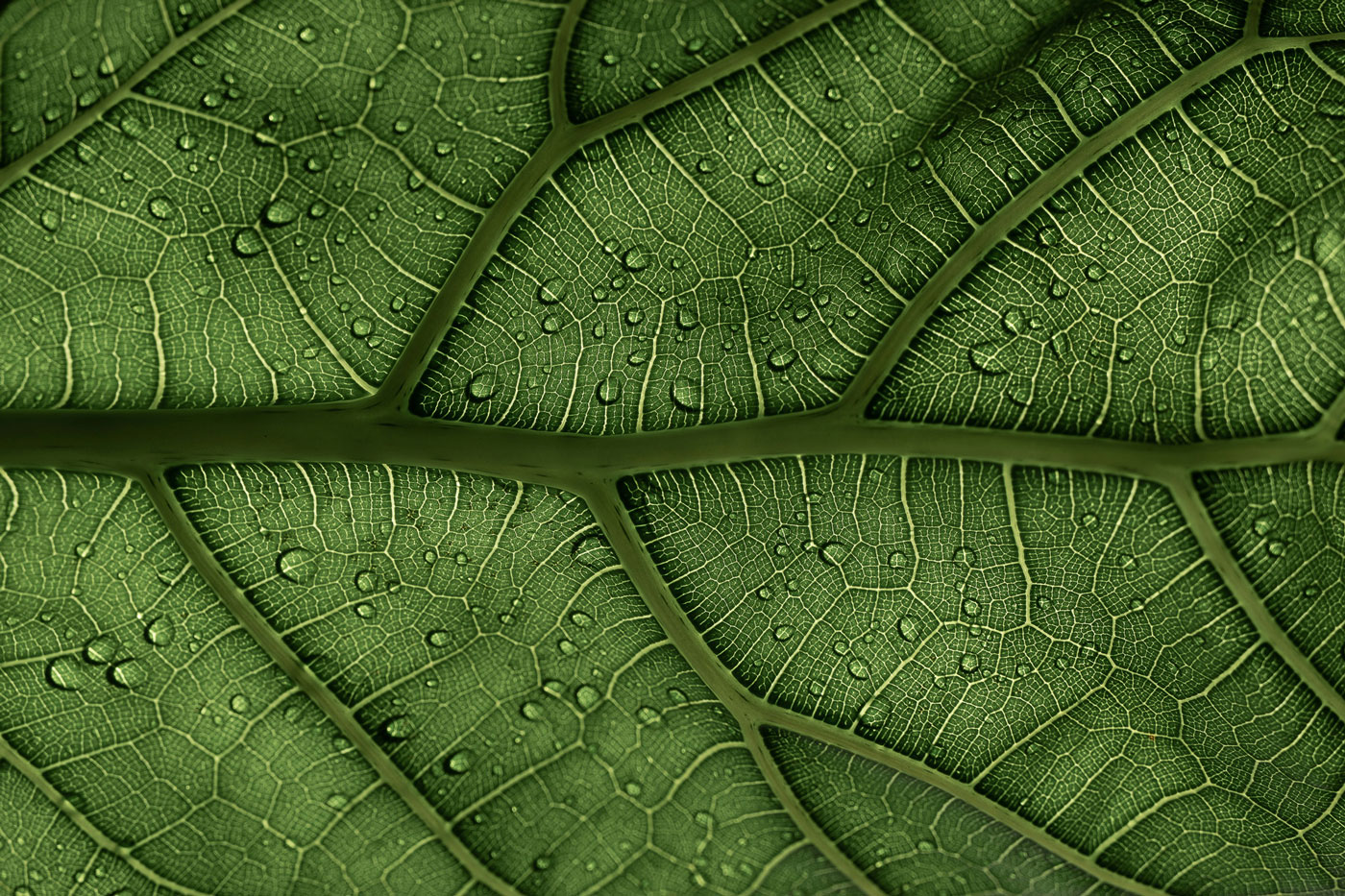 Close-up of green leaf with water droplets and visible veins.
