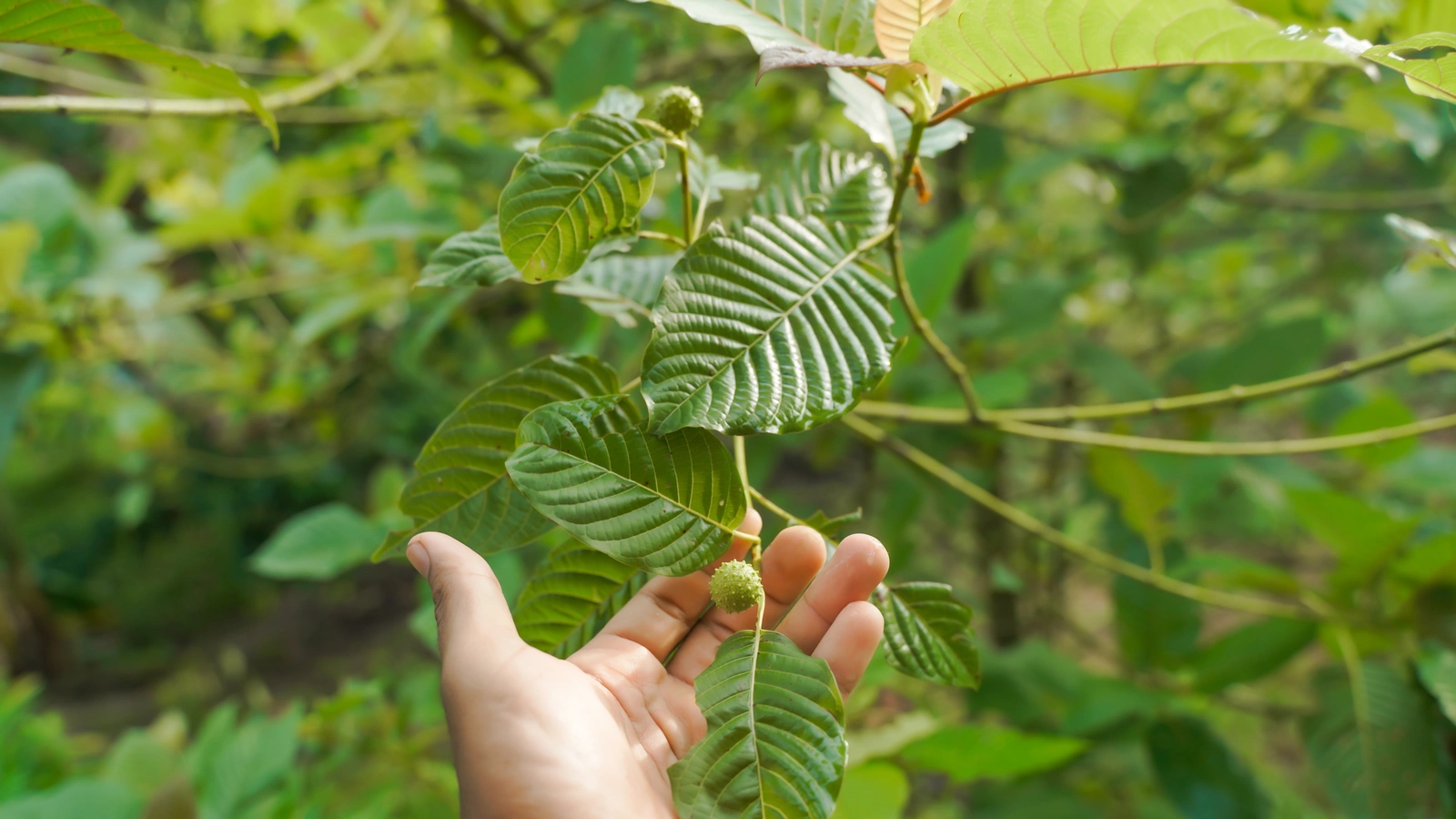 Can You Overdose on Kratom? Hand holding a green leaf in a dense leafy environment.